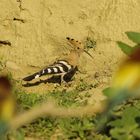 Wiedehopf in Bienenfresserkolonie