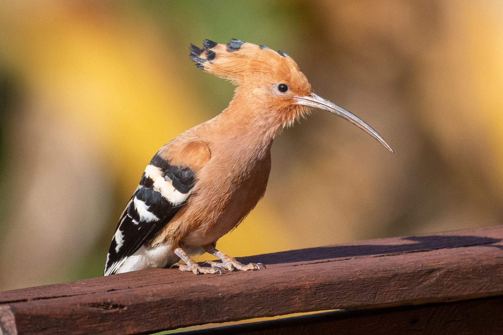 Wiedehopf in Kambodscha (Upupa epops) Hoopoe