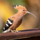 Wiedehopf in Kambodscha (Upupa epops) Hoopoe