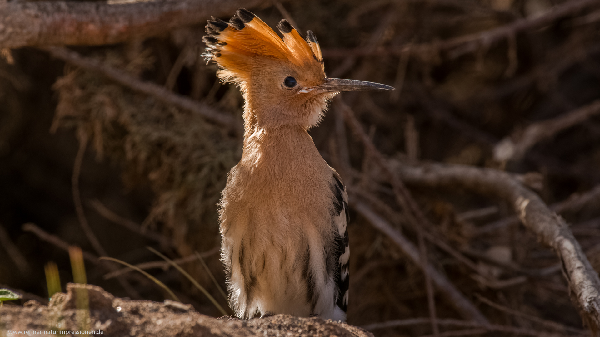 Wiedehopf (Jungvogel)