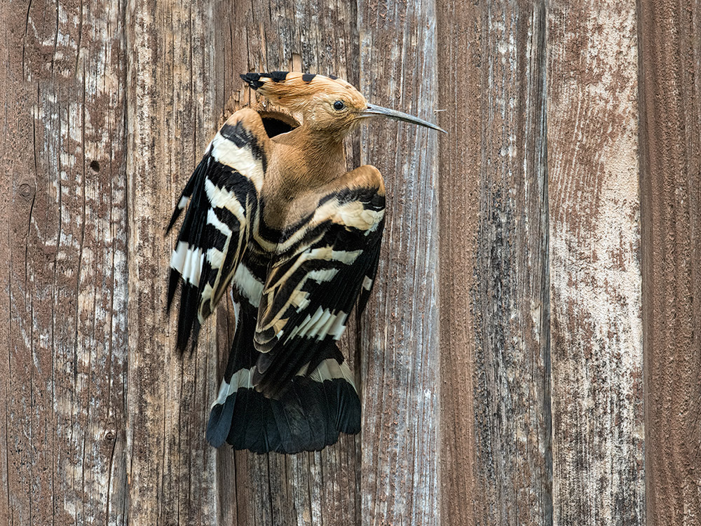 Wiedehopf, mein erklärter Lieblingsvogel des Jahres 2016