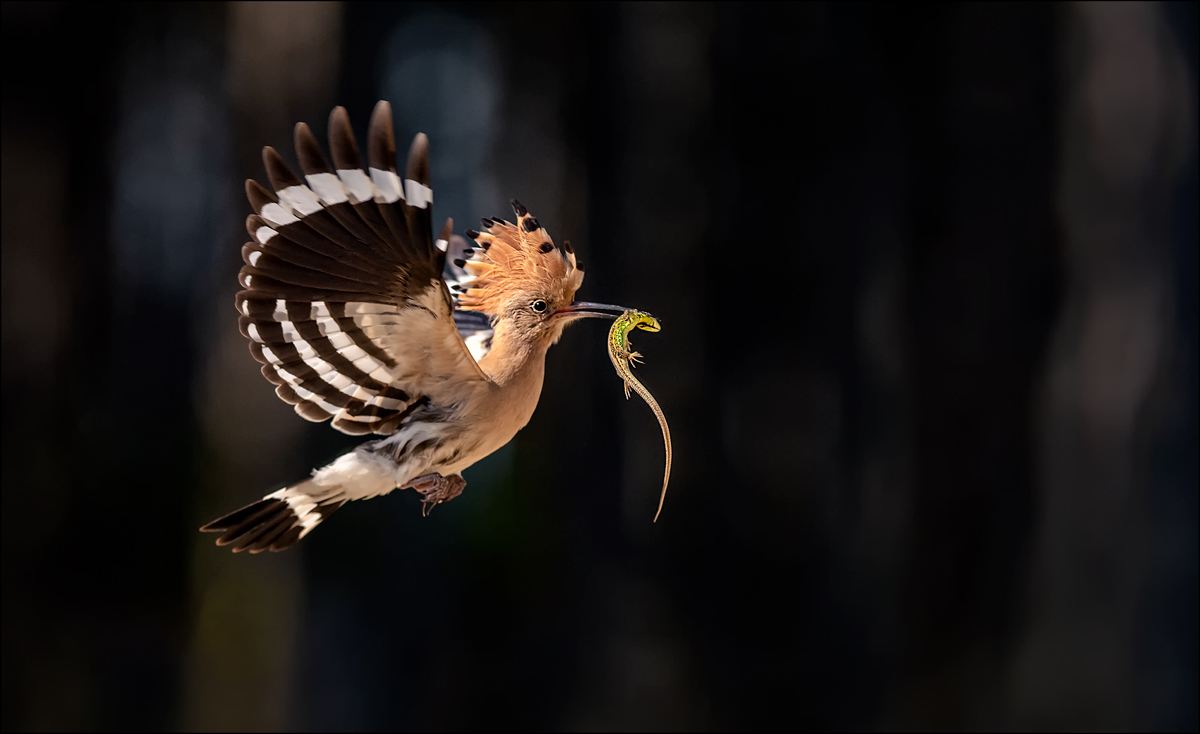 Wiedehopf mit Eidechse 