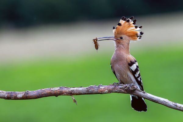 Wiedehopf mit fetter Beute