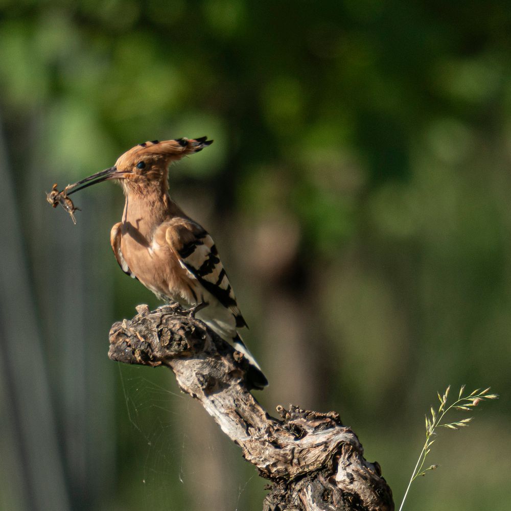 Wiedehopf mit Futter 1