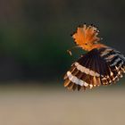 Wiedehopf mit Raupe im Schnabel