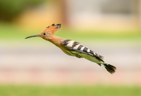 Wiedehopf – pfeilschnell