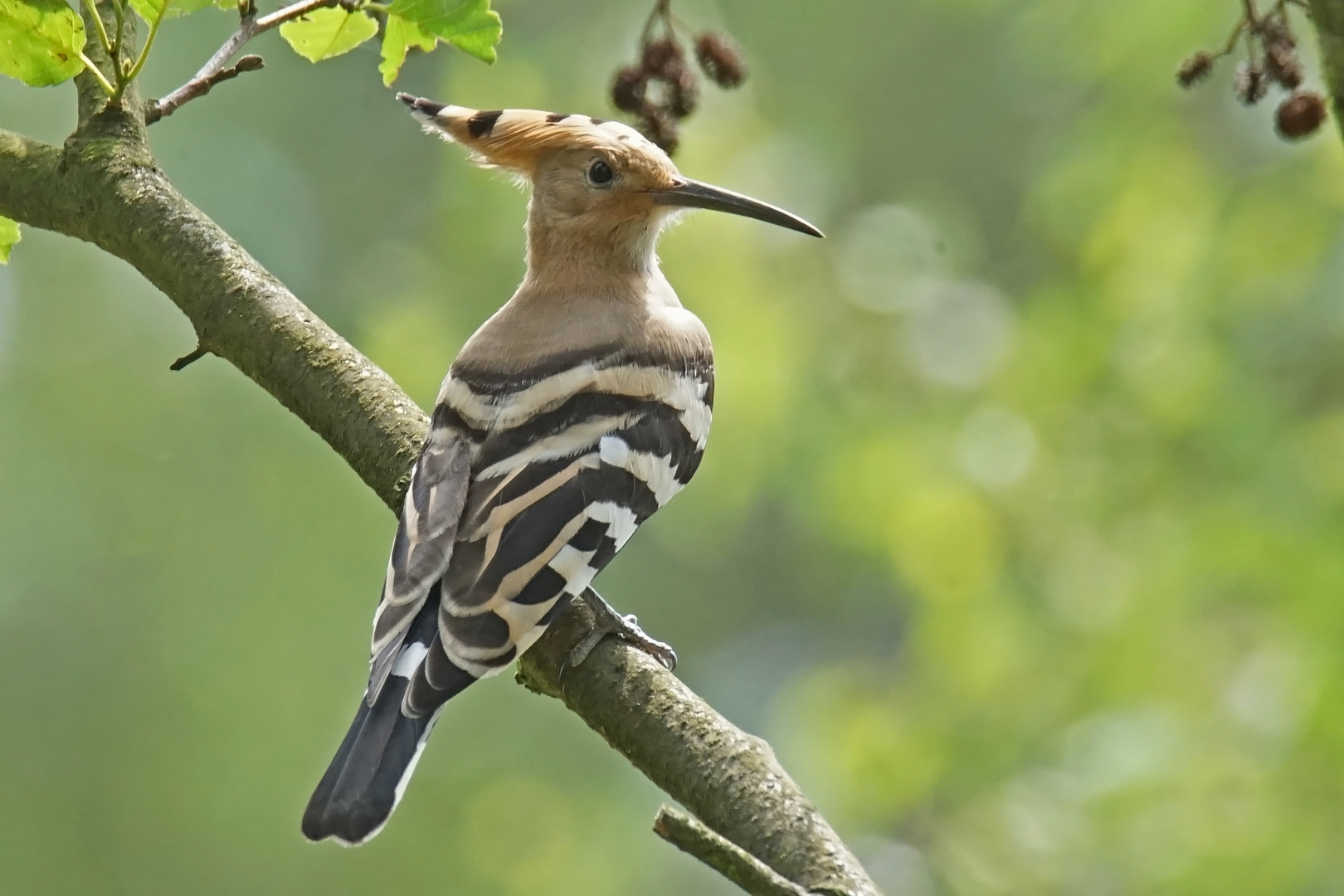 Wiedehopf (Upupa epops)