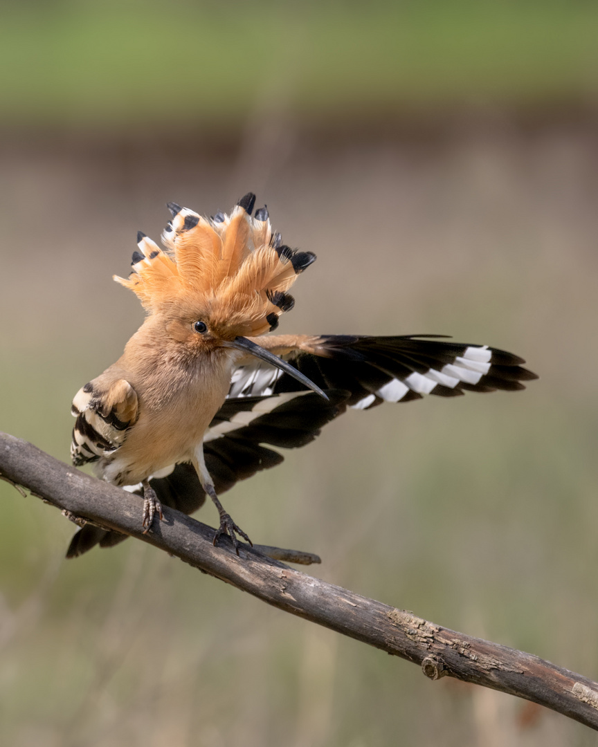 Wiedehopf (Upupa epops)