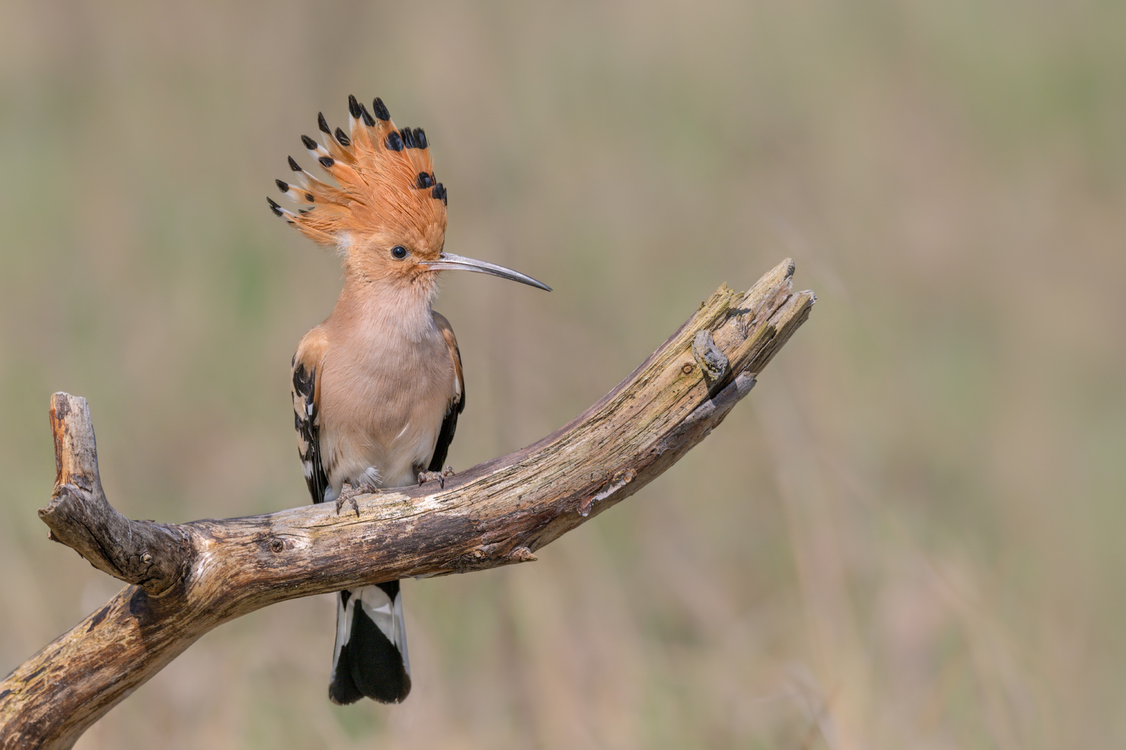 Wiedehopf (Upupa epops) 