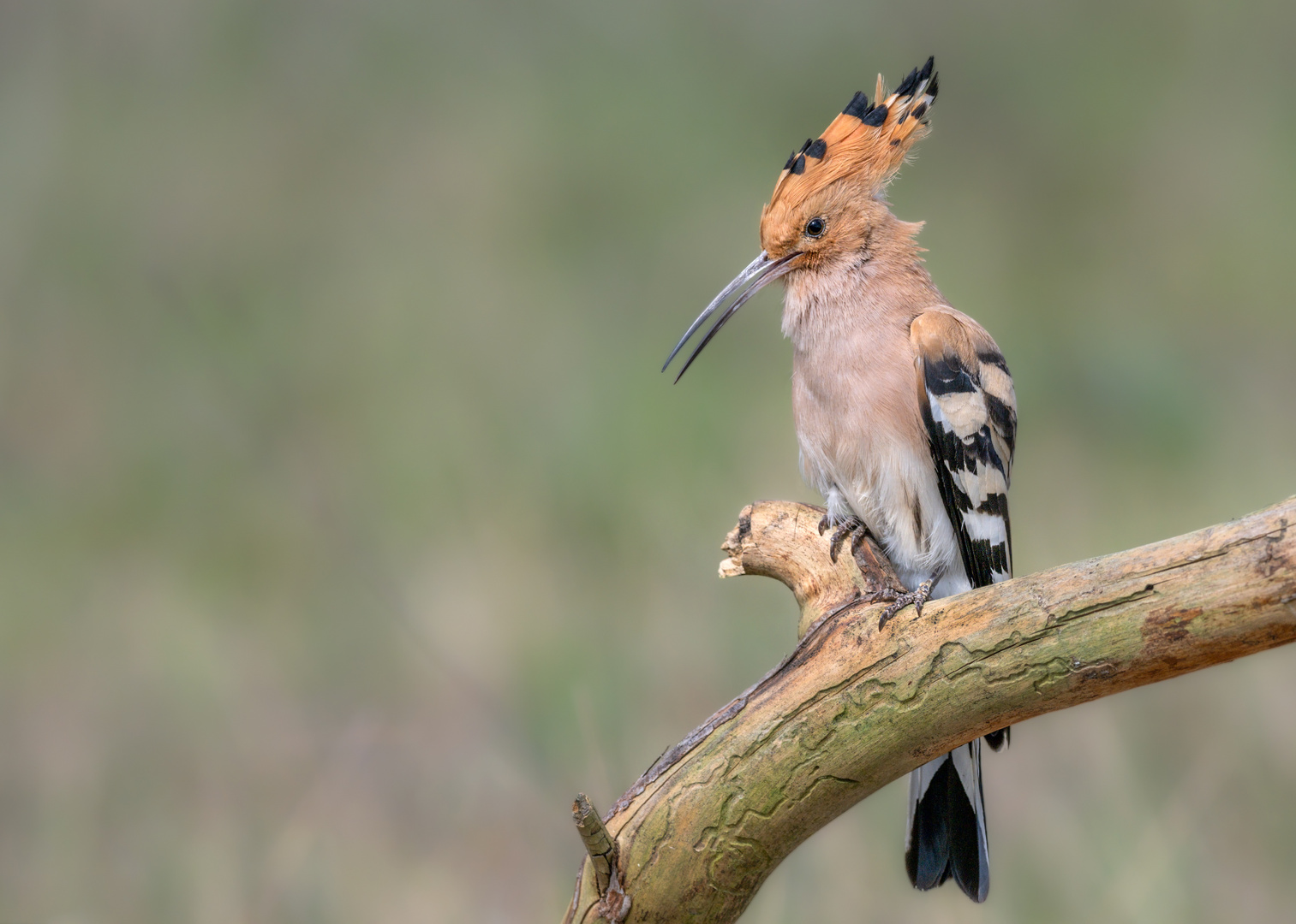 Wiedehopf (Upupa epops)