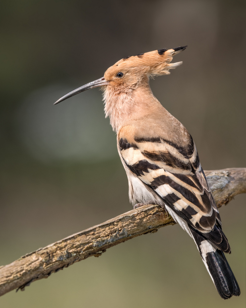 Wiedehopf (Upupa epops) 