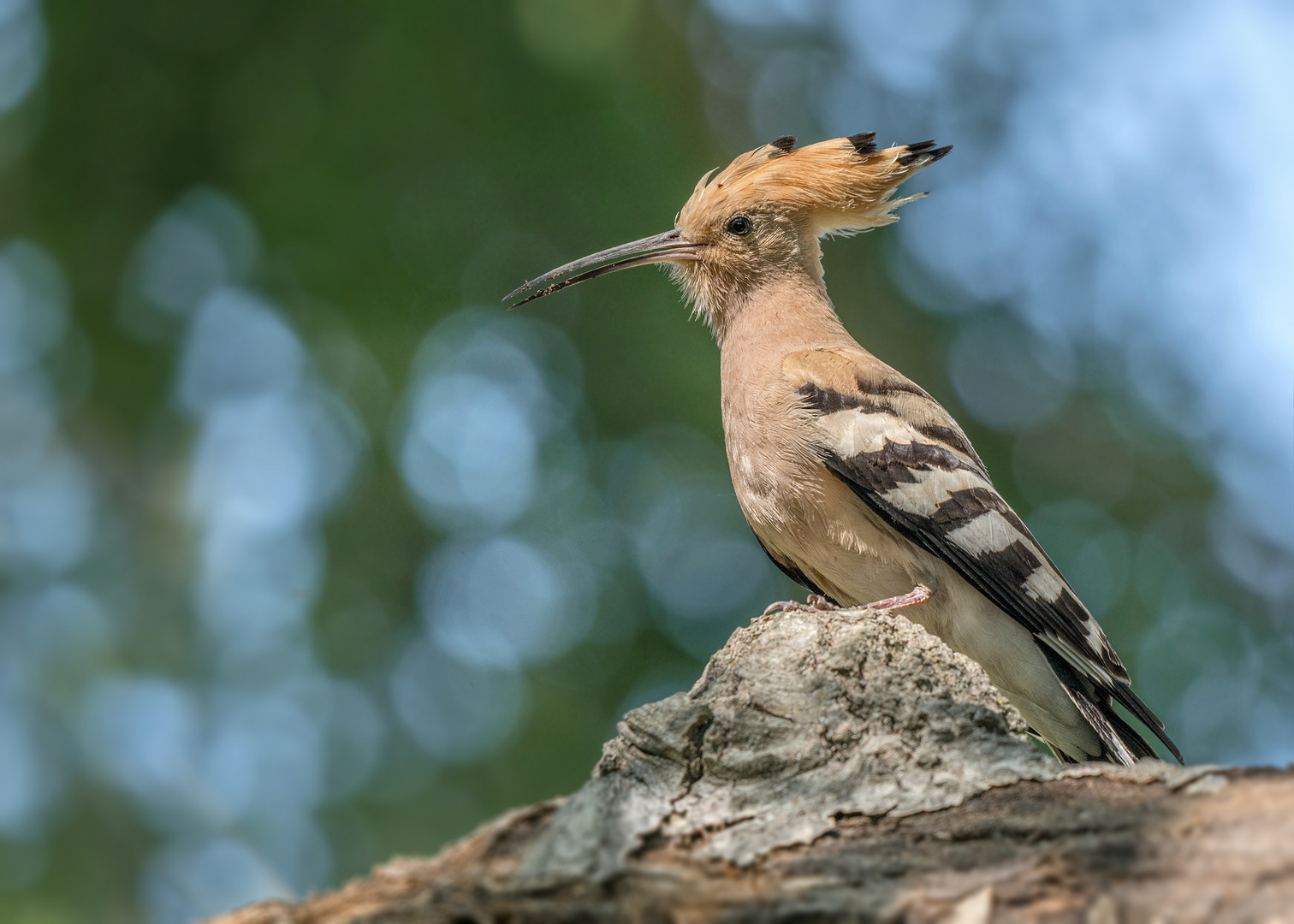 Wiedehopf (Upupa epops)