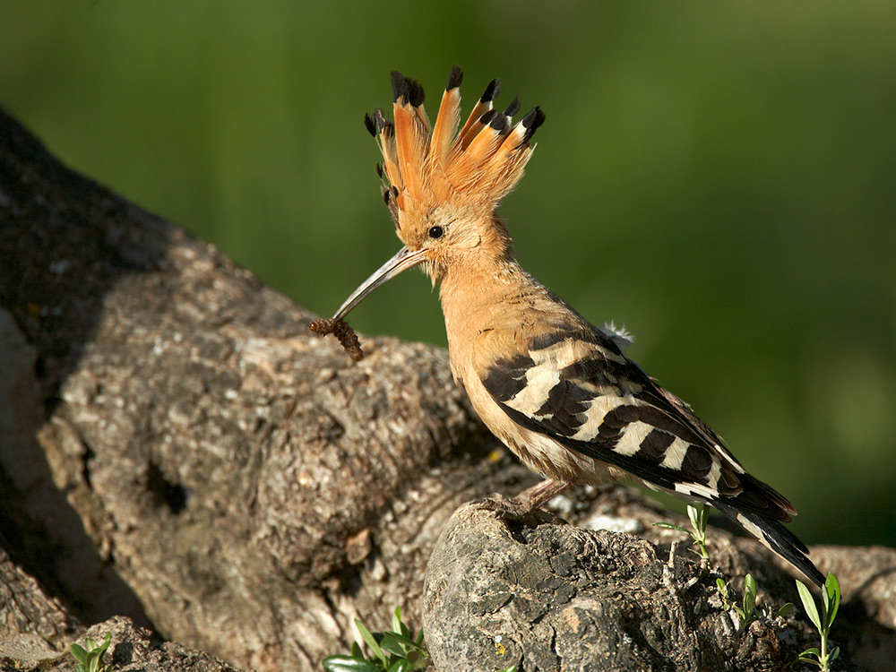 Wiedehopf (Upupa Epops)