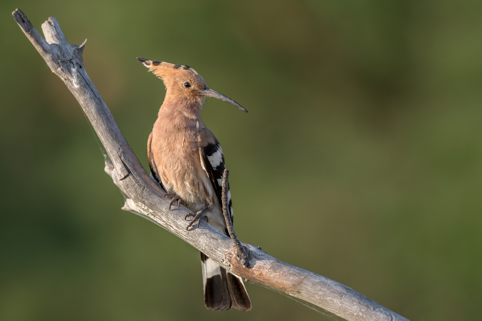 Wiedehopf (Upupa epops)