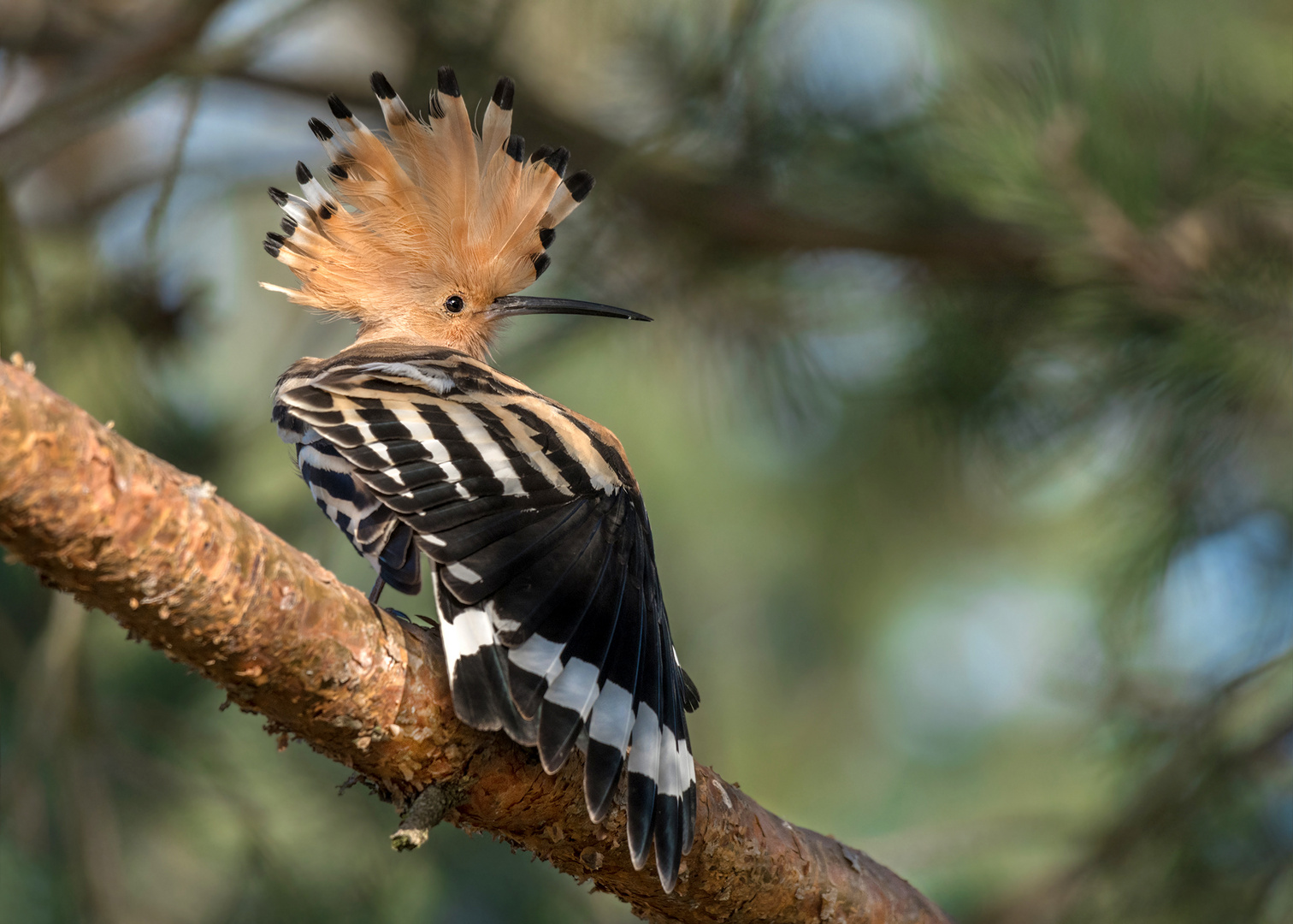 Wiedehopf (Upupa epops)