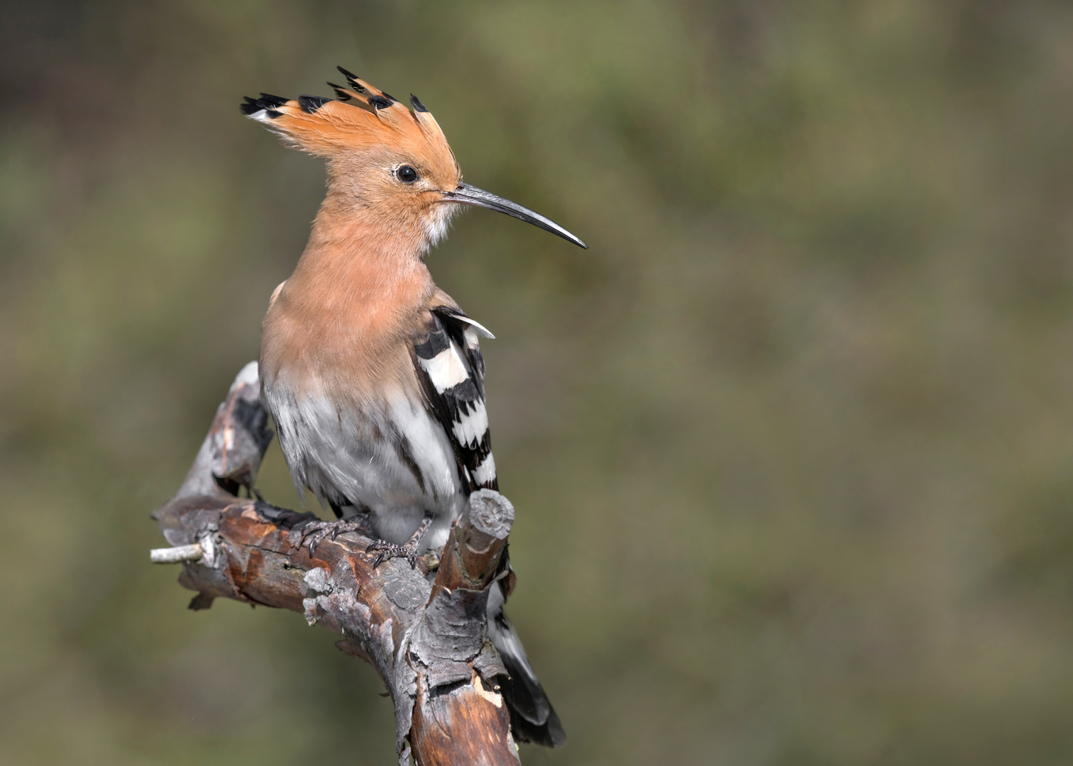 Wiedehopf (Upupa epops)