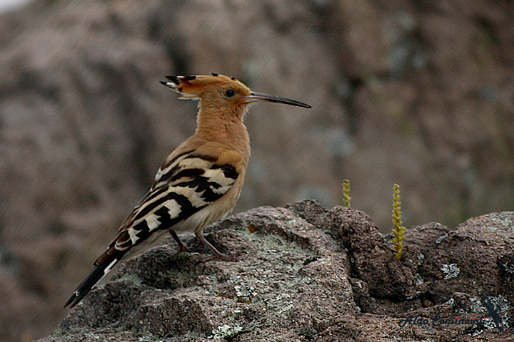 Wiedehopf (Upupa epops)