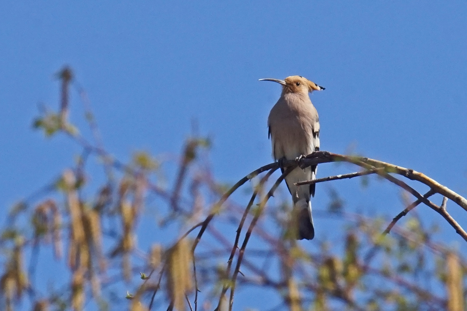 Wiedehopf (Upupa epops)