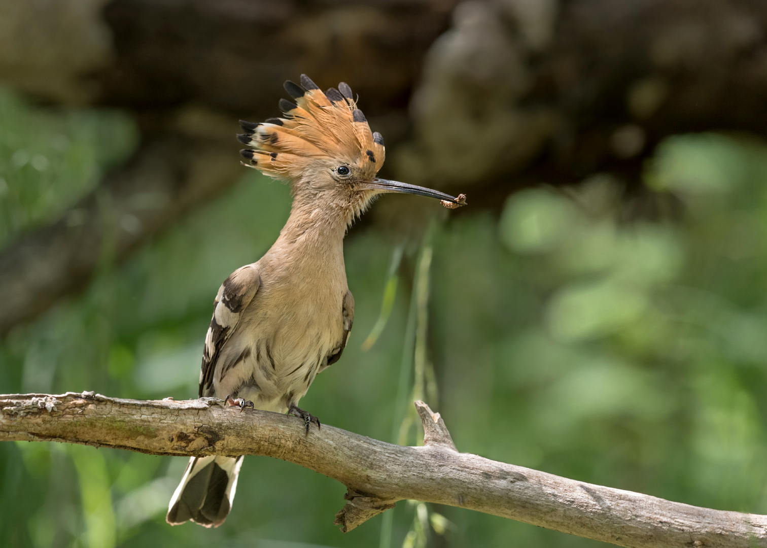 Wiedehopf (Upupa epops)