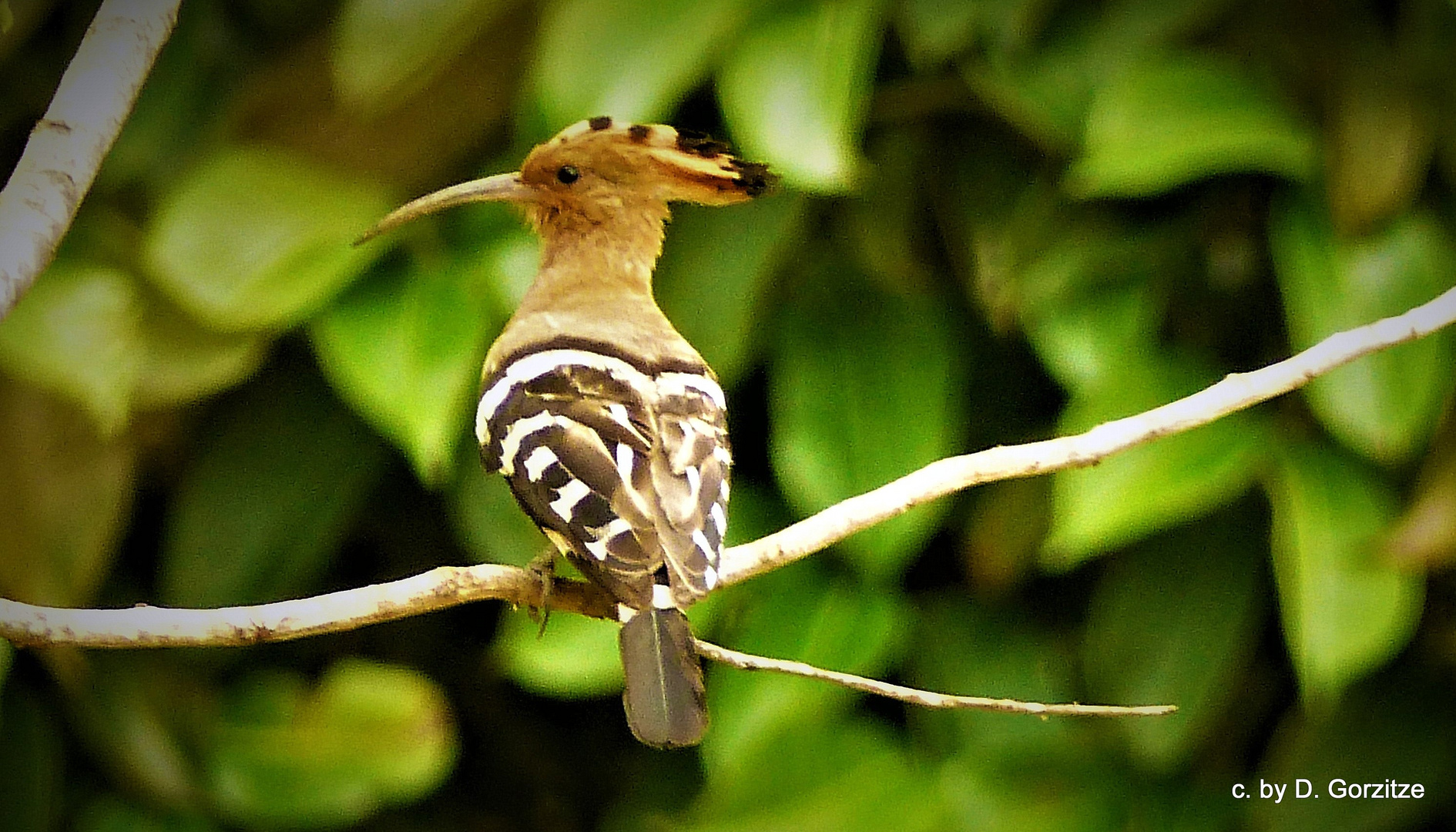  Wiedehopf (Upupa epops)  !