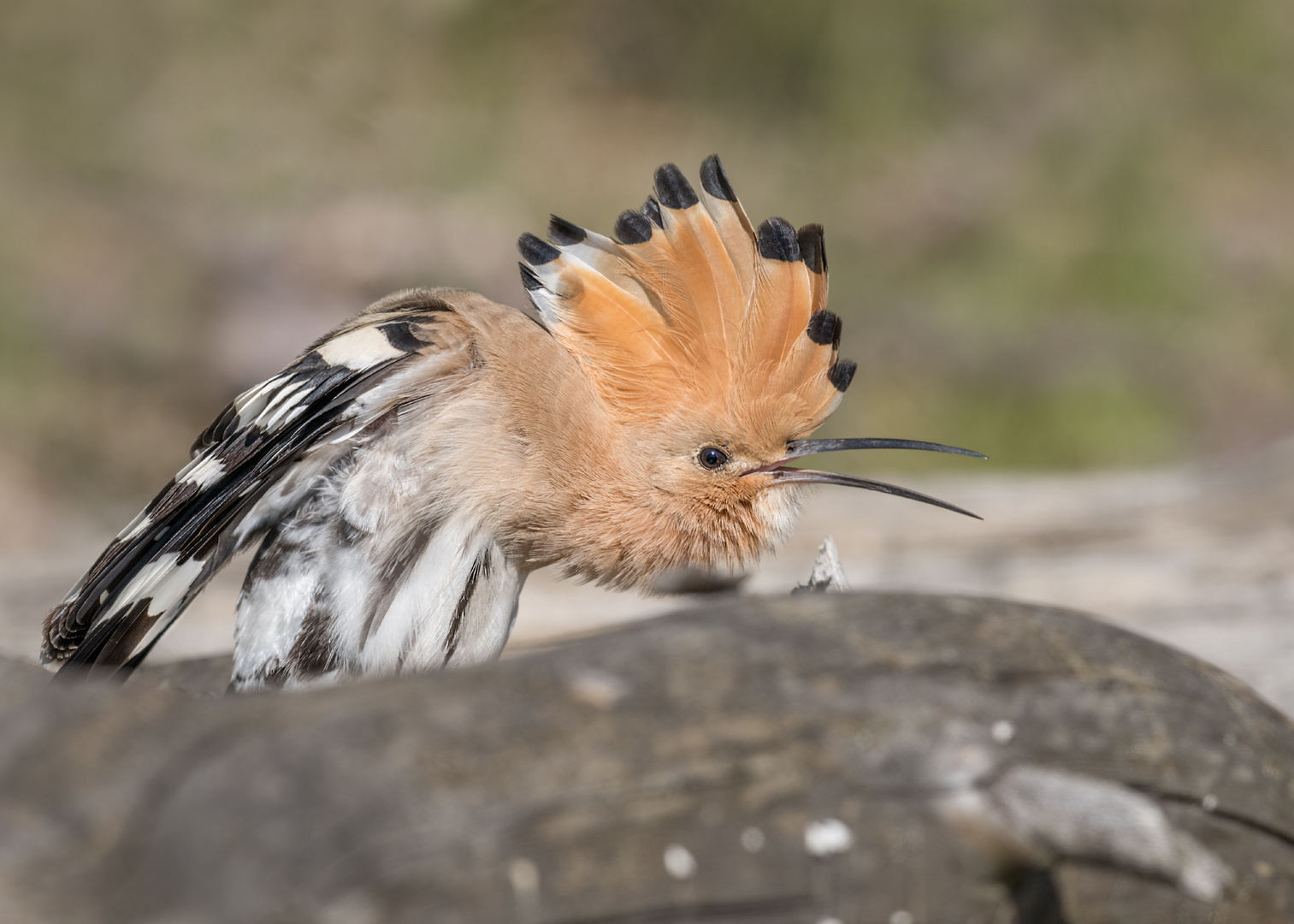 Wiedehopf (Upupa epops)