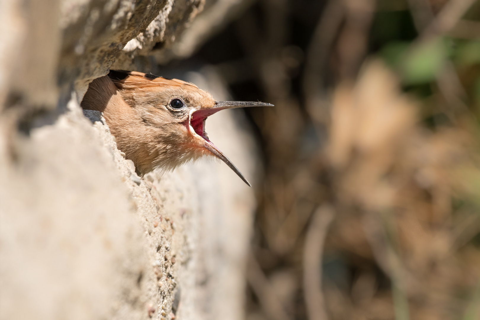 Wiedehopf (Upupa epops)