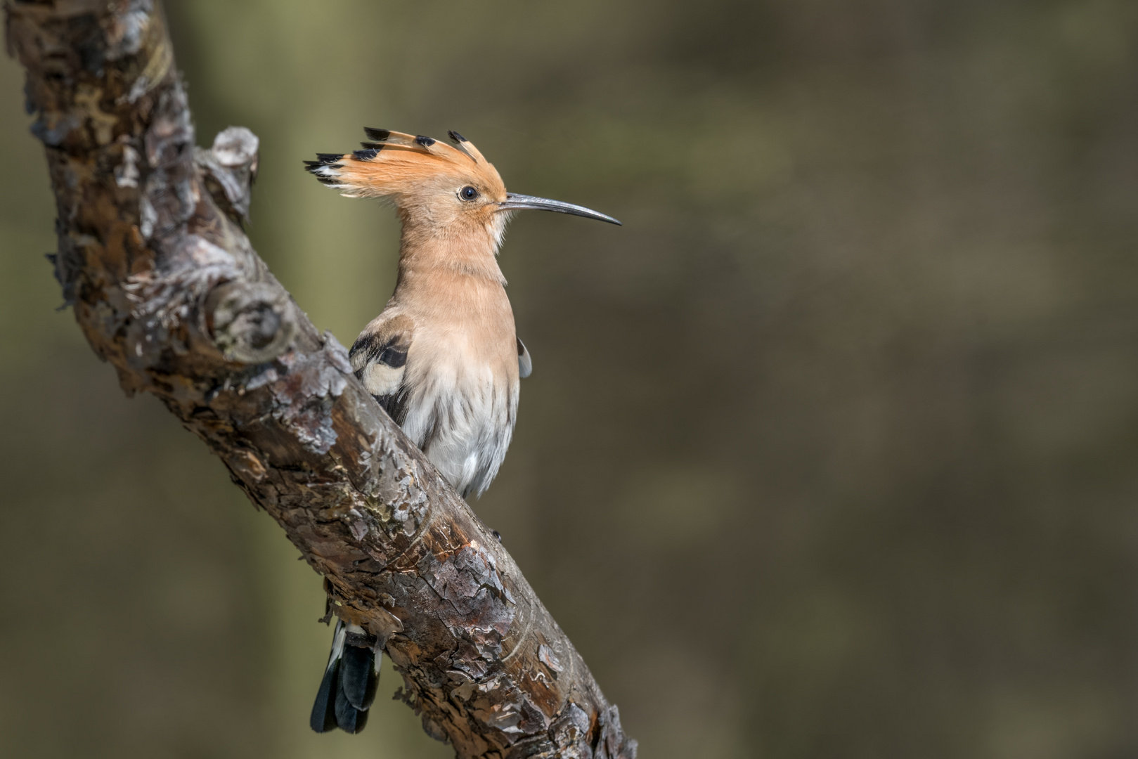 Wiedehopf (Upupa epops)