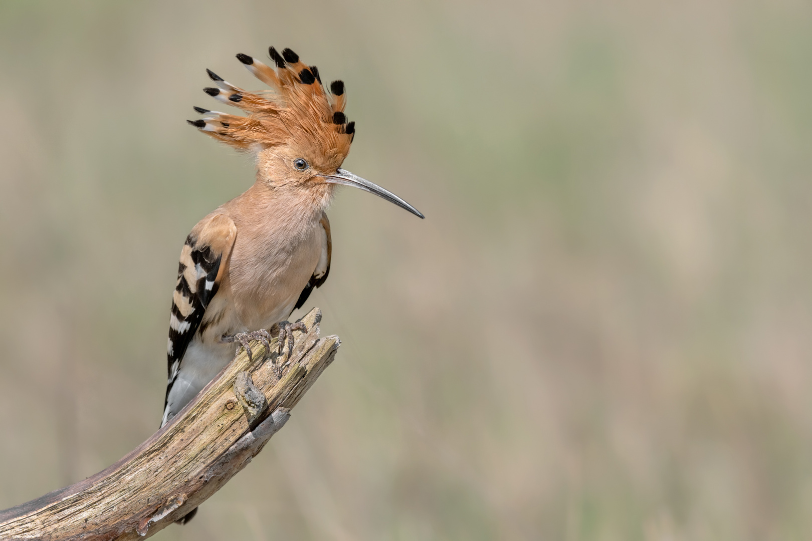 Wiedehopf (Upupa epops)