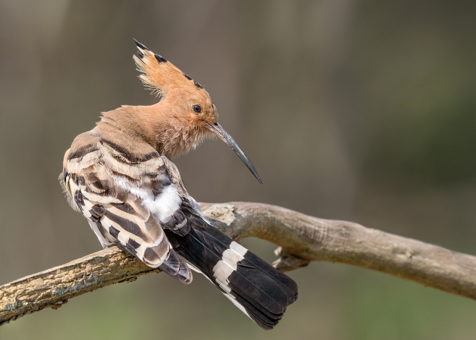 Wiedehopf (Upupa epops)