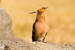 Wiedehopf (Upupa epops), Äthiopien