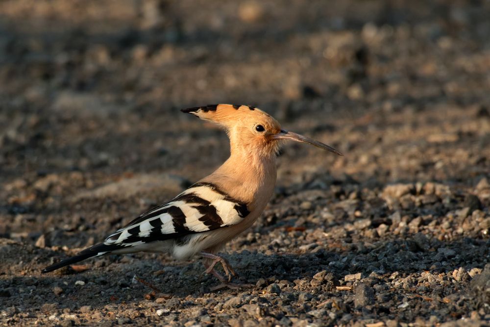 Wiedehopf  (Upupa epops) am Morgen