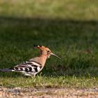 Wiedehopf (Upupa epops) auf Nahrungssuche