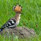 Wiedehopf  (Upupa epops) - auf seiner "Sandburg"