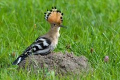 Wiedehopf  (Upupa epops) - auf seiner "Sandburg"