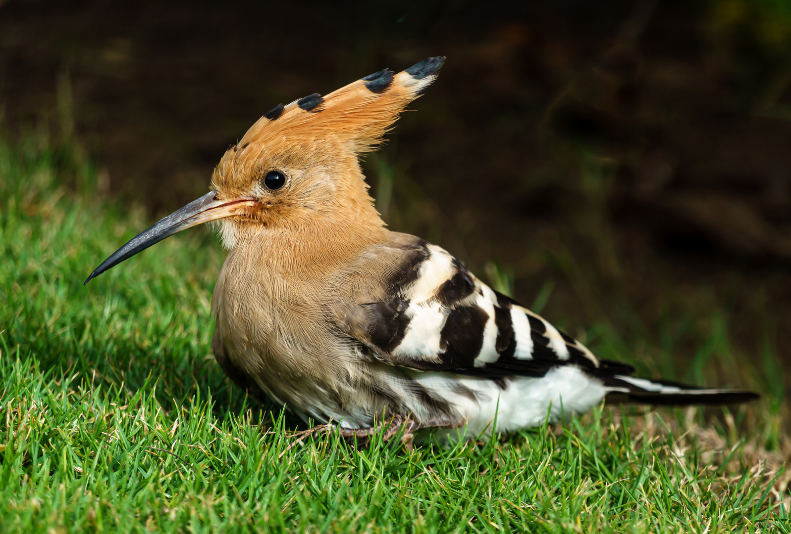 Wiedehopf (Upupa epops)