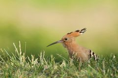 Wiedehopf (Upupa epops) bei der Futtersuche