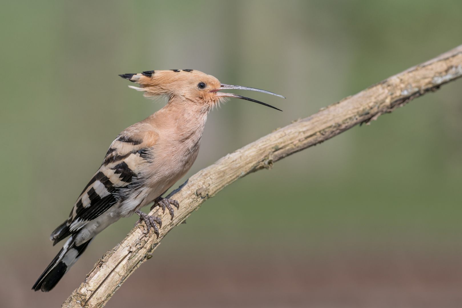 Wiedehopf (Upupa epops)