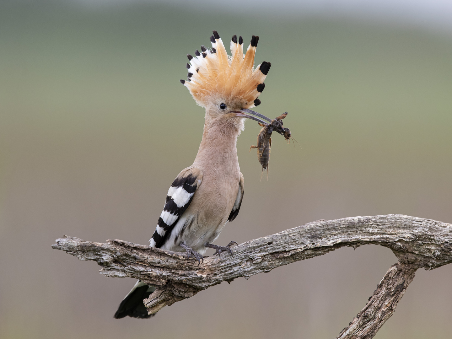 WIEDEHOPF (Upupa epops)