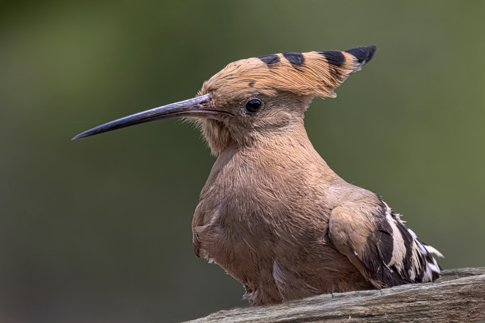 Wiedehopf (Upupa epops) 