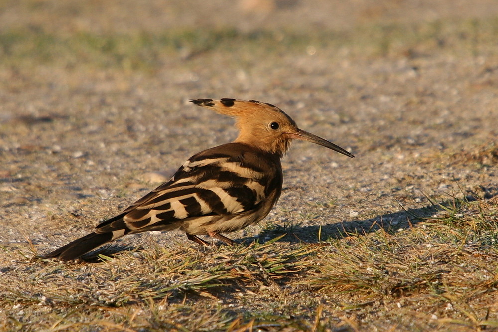 Wiedehopf (Upupa epops)