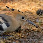 Wiedehopf  (Upupa epops) erbeutet Ameisenlöwen