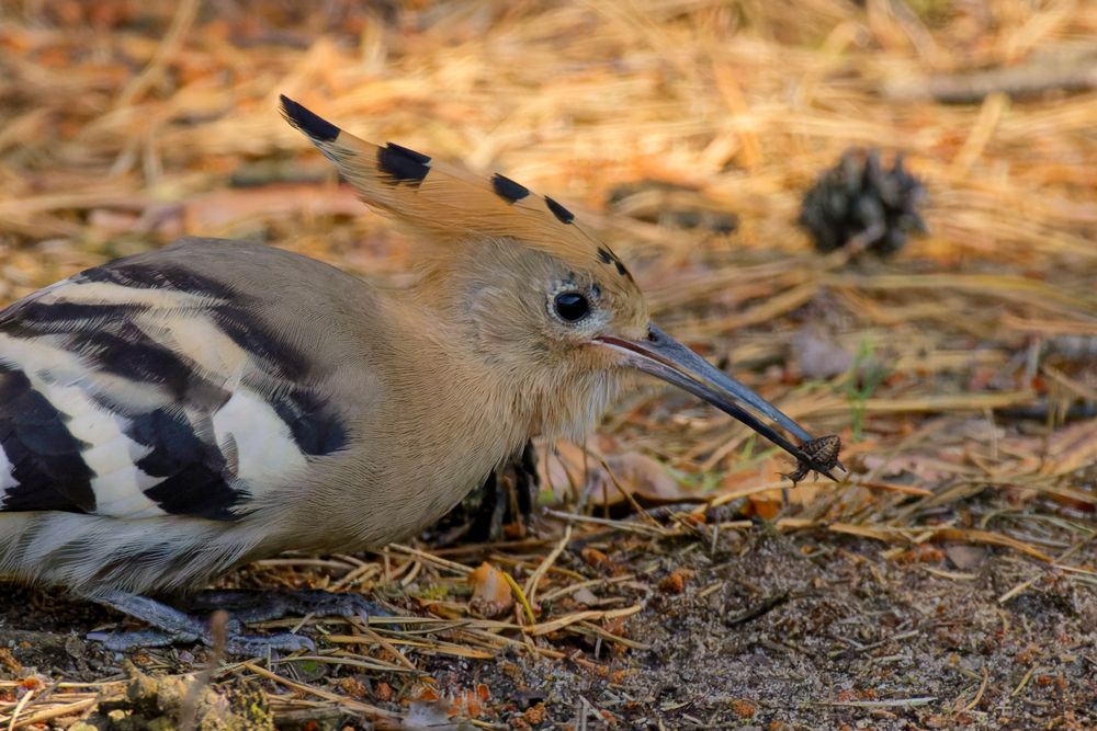 Wiedehopf  (Upupa epops) erbeutet Ameisenlöwen