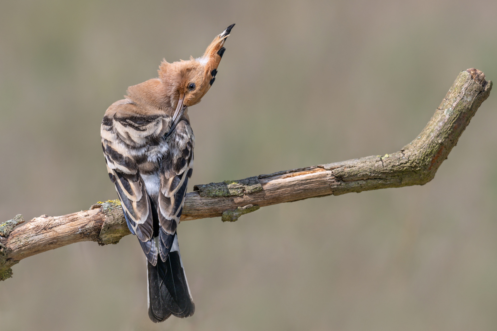 Wiedehopf (Upupa epops)