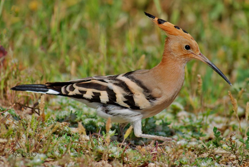 Wiedehopf ( Upupa epops )