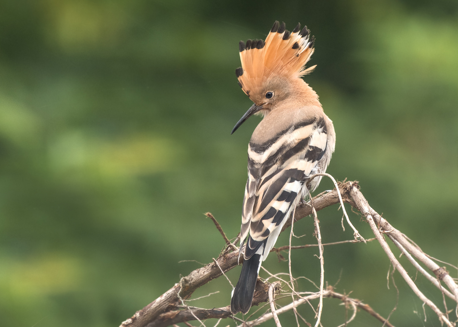 Wiedehopf (Upupa epops)