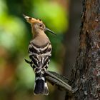 Wiedehopf  (Upupa epops) im Baum