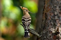 Wiedehopf  (Upupa epops) im Baum