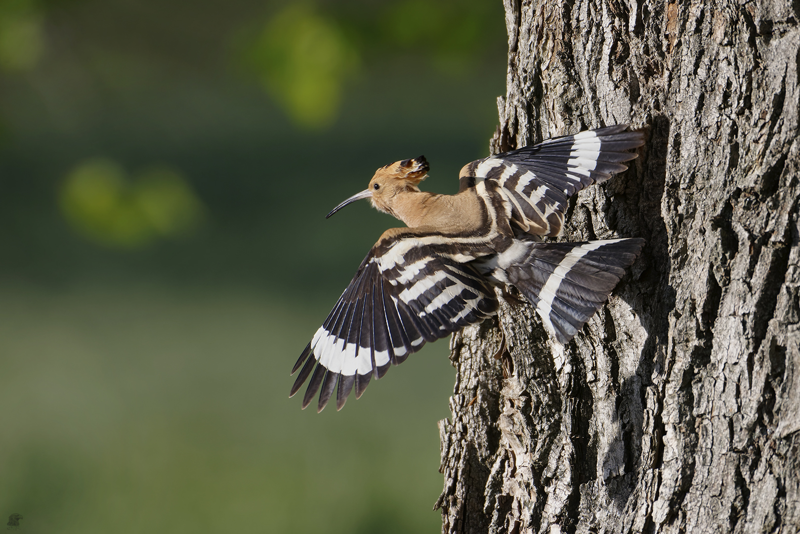 Wiedehopf (Upupa epops) im vorbeiflug ...