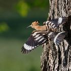 Wiedehopf (Upupa epops) im vorbeiflug ...