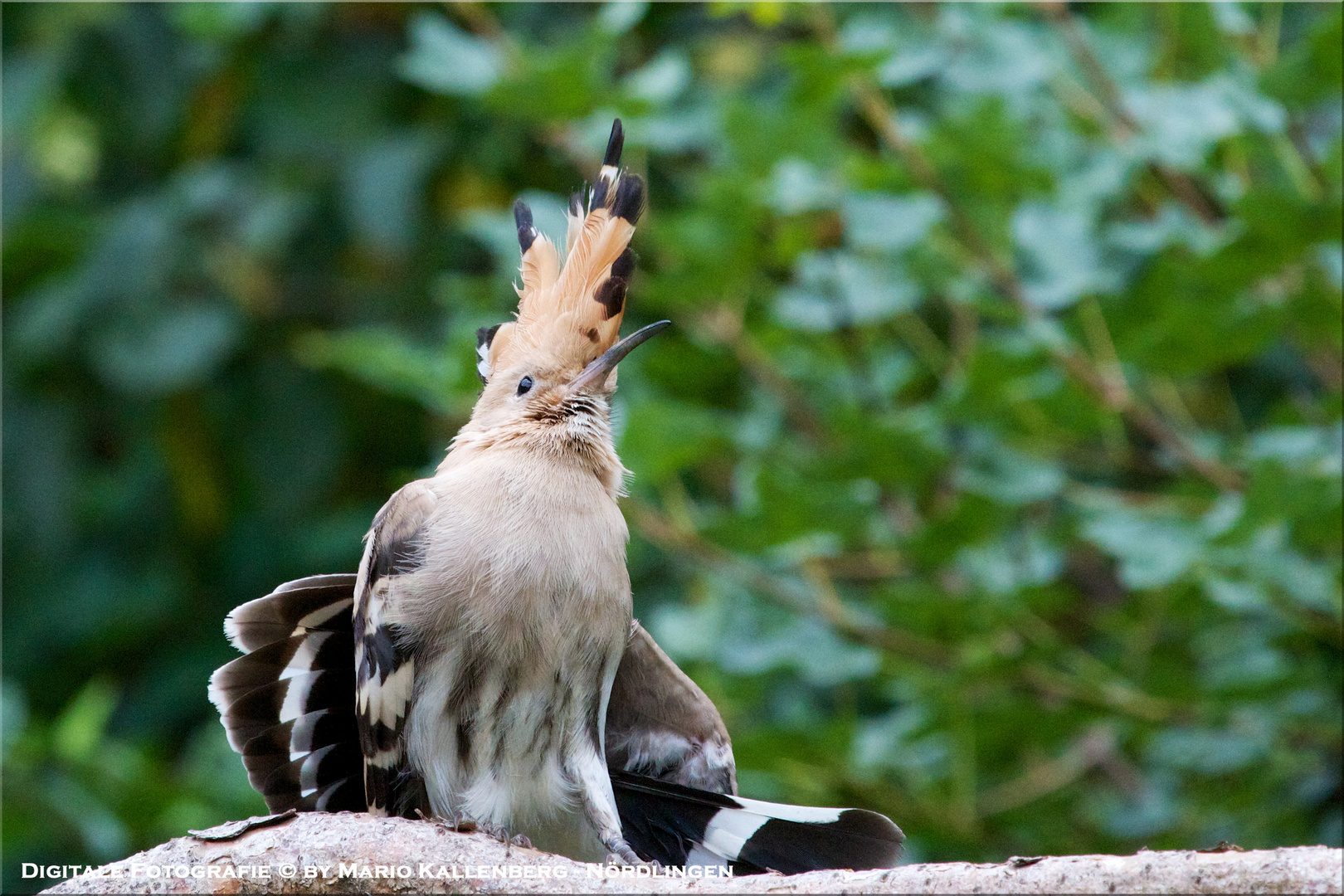 Wiedehopf (Upupa epops) mit aufgestellter Haube...